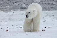 polar-bear-bear-animal-nature-snow-404317.jpg