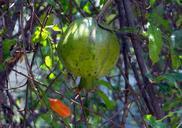 pomegranate-fruit-bud-tree-dharwad-292683.jpg