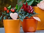 chili-in-flowerpot-decoration-1115490.jpg