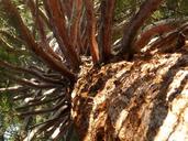 sequoia-tribe-bark-large-powerful-7462.jpg