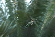 spider-web-insect-arachnid-300474.jpg