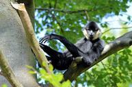 gibbon-monkey-ape-primate-animal-314932.jpg