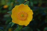 Buttercup tree flower.jpg