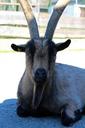 billy-goat-goat-animal-horned-431743.jpg