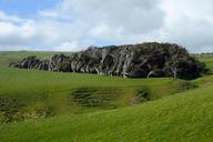 new-zealand-trees-wind-meadow-438510.jpg