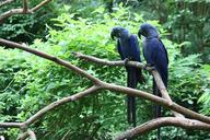 parrots-zoo-blue-animals-bird-fly-281516.jpg