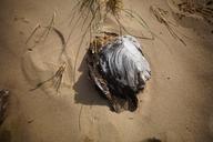 beach-wood-driftwood-sand-ocean-1201873.jpg