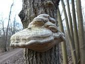 tree-fungus-tree-mushroom-face-655799.jpg