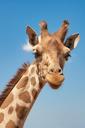 giraffe-cameloparadalis-fauna-661648.jpg