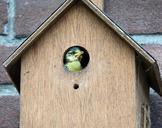 bird-pimpelmeesje-birdhouse-953724.jpg