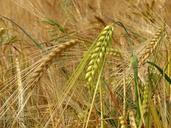 barley-cereals-field-spike-summer-502370.jpg