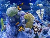 reef-coral-reef-sponges-aquarium-452877.jpg