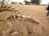 wheat-wheat-field-cereal-landscape-276515.jpg