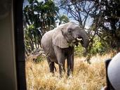 safari-serengeti-elephant-africa-285494.jpg