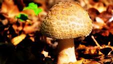 mushroom-autumn-nature-forest-601622.jpg