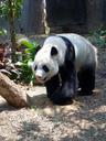 panda-animal-endangered-rare-505163.jpg