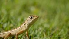 reptile-thailand-iguana-1104792.jpg