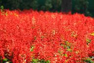 red-flower-floral-pattern-garden-566842.jpg