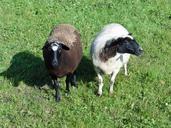 sheep-animals-wool-meadow-612919.jpg