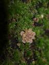 pinguicula-debbertiana-butterwort-190708.jpg