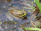 frog-green-pond-summer-amphibian-432529.jpg