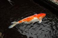 Koi_Fish.jpg