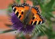 butterfly-little-fox-butterflies-627614.jpg