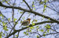 robin-bird-nature-wildlife-animal-953321.jpg