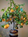 oranges-tree-flowerpot-667333.jpg