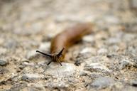 snail-nature-animals-land-snail-168346.jpg