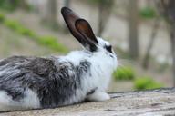 bunny-rabbit-713466.jpg