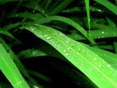 water-drops-leaf-grass-green-dew-1554440.jpg