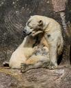 polar-bear-polar-bear-cub-spring-678120.jpg