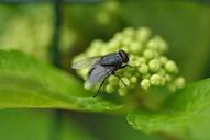 moscow-fly-flies-insects-bug-57430.jpg