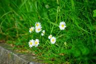 daisy-flower-blossom-bloom-white-1365850.jpg