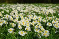 daisy-flower-carpet-white-meadow-324404.jpg