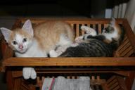 pets-kittens-sleep-basket-69259.jpg