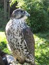 falcon-raptor-bird-bird-of-prey-598227.jpg