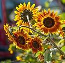 sunflowers-a-few-flowers-plant-407613.jpg