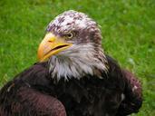 bald-eagle-head-cub-eagle-portrait-563525.jpg