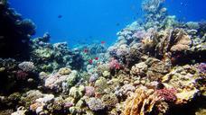 underwater-sea-diving-coral-717622.jpg