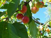 cherries-fruits-cherry-sweet-cherry-465533.jpg