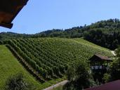 vineyard-wine-durbach-black-forest-234351.jpg