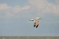 bird-in-flight-flying-seagull-848387.jpg