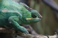 chameleon-green-reptile-animal-424291.jpg