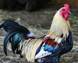 colorful-rooster-feathered-farm-216093.jpg