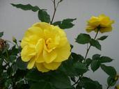 yellow-rose-flower-flowers-968736.jpg