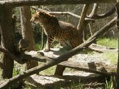 leopard-animal-feline-big-cat-733265.jpg