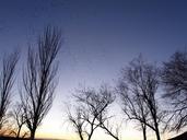 dusk-flock-birds-trees-1504367.jpg