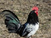 chicken-rooster-poultry-bird-740287.jpg